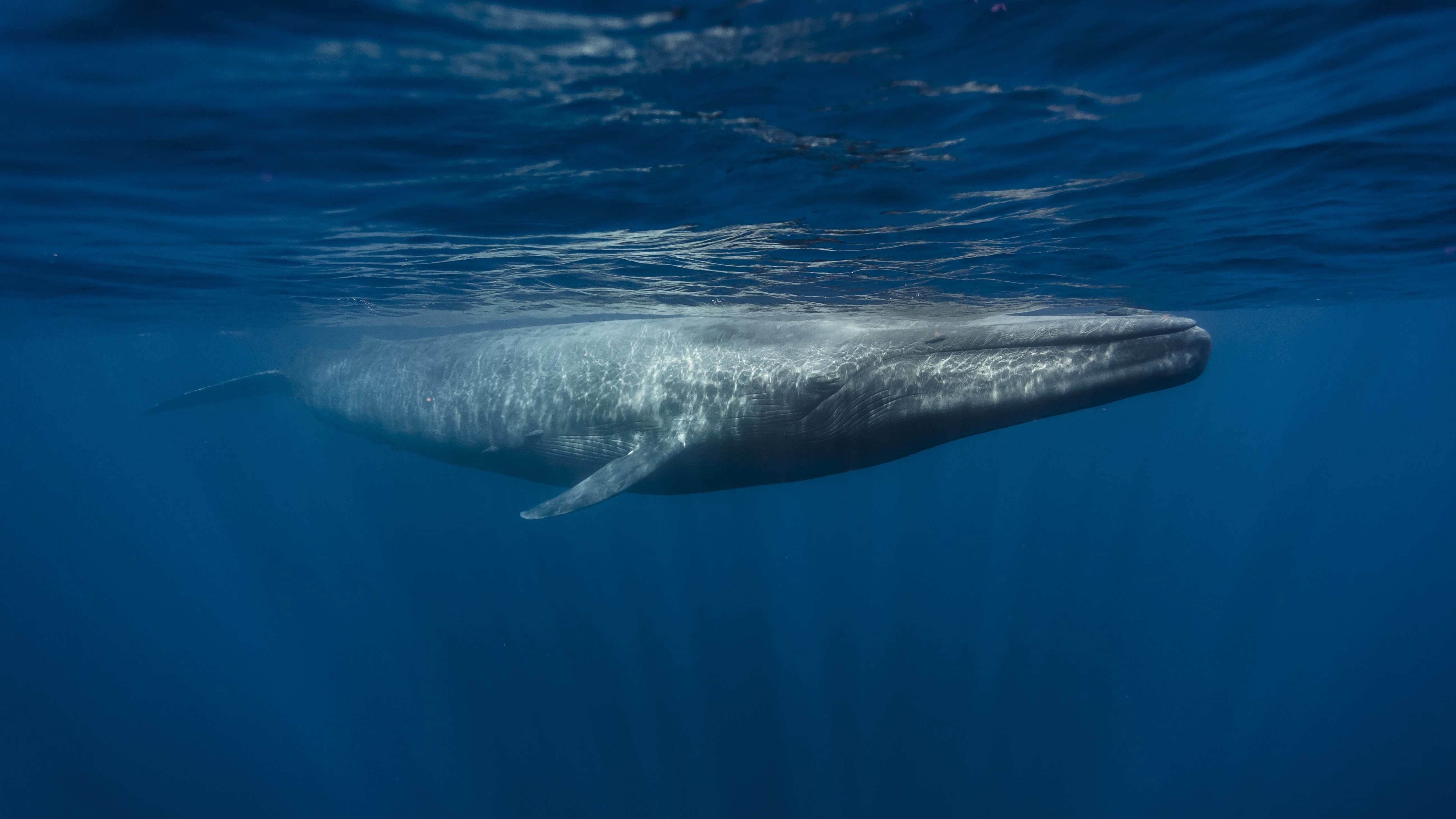 An underwater photograph of a blue whale at the surface off Sri Lanka. 